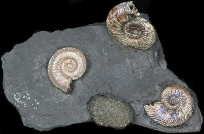 Iridescent Ammonite Fossils Mounted In Shale - x #38231